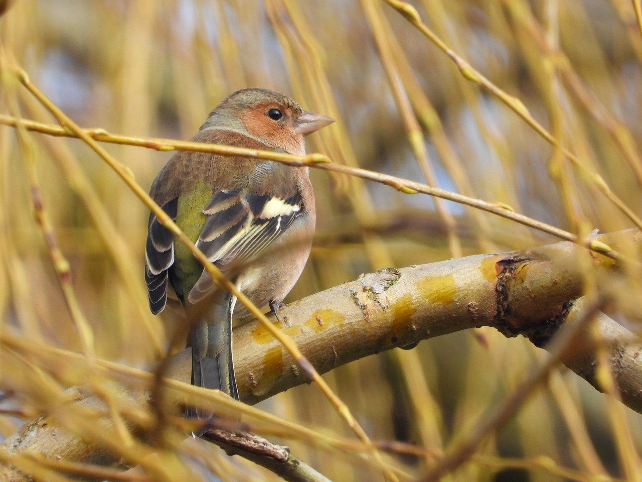 check, bird, garden, garden bird, nature, spring, light, songbird
